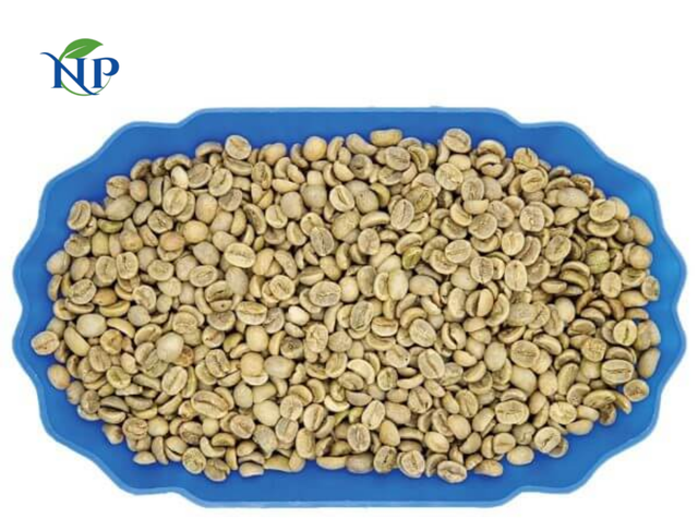 Robusta Coffee scr16 ( 6,30 mm)-Clean - Image 3