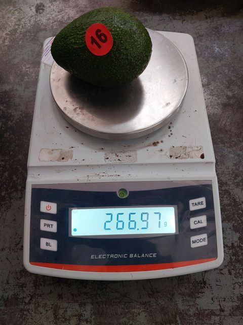 Hass Avocado – product photo 3, product detail gallery