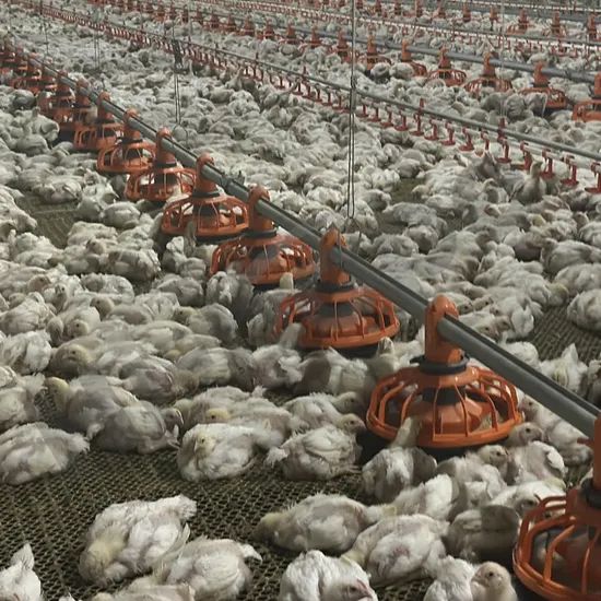 China Made Customizable Broiler Flat Rearing Equipment Offers Reliable Quality Competitive Price and Smart Farming Features for Large-Scale Poultry Farm Plant - Image 6