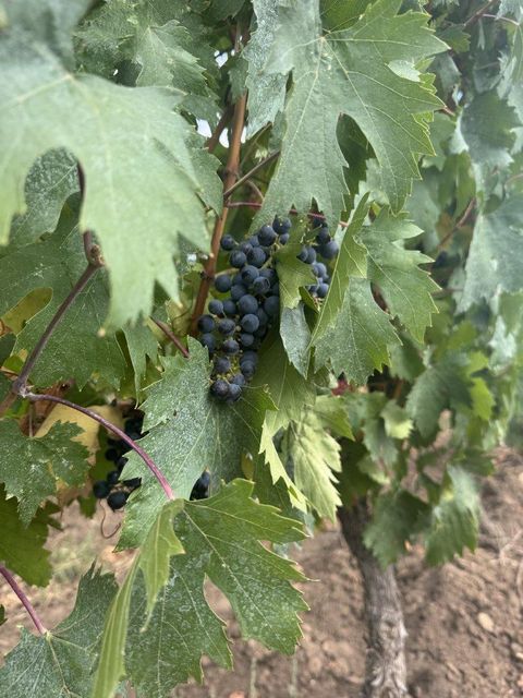 Wild Feteasca Neagra 2023 14%Alc still dry wine Color Dark Ruby Red Shelf Life Unlimited Variety Fetească Neagră Aftertaste Long And Velvety - Image 3