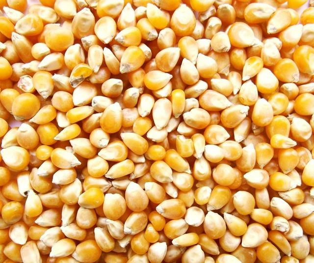 IMPORT Non GMO Yellow Maize Corn/ Yellow Corn & White Corn/Air Dried Yellow Maize Corn for Sale 50kg Packaging - Image 4