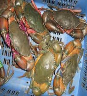 Bulk Frozen Whole King Crabs In Stock Buy Wholesale Cheap Price King Crab Legs For Sale - Image 3