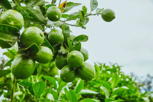 Fresh Seedless Lime Wholesale Bulk Supplier Exporter High Quality Natural Citrus for International Market - Image 2