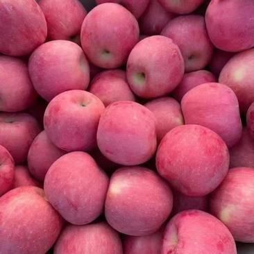 Premium Fuji Apples 65#-80# SGS Certified - Image 2