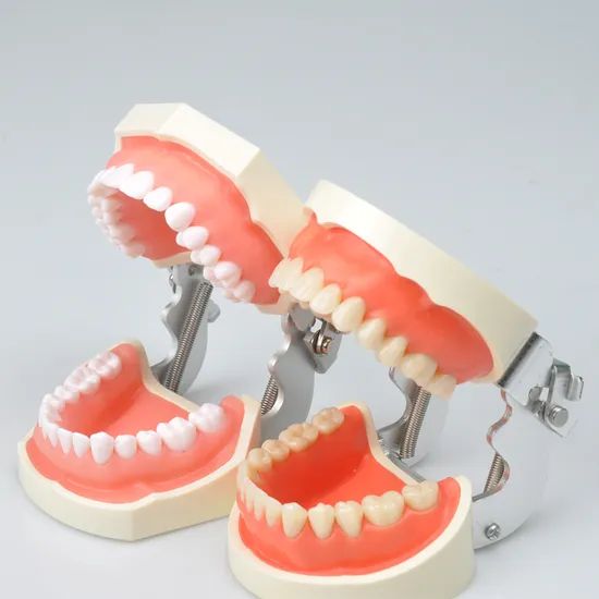 Dynamic Dental Teching Tooth Model for Clinic Use Origin China Material PVC Certification CE Trademark DYNAMIC Model NO. DYNAMIC - Image 6