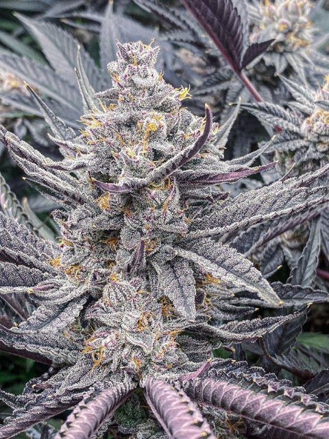 Cannabis - Image 4