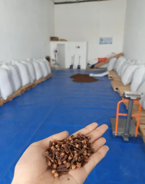 cloves lalpari indonesia - Image 3