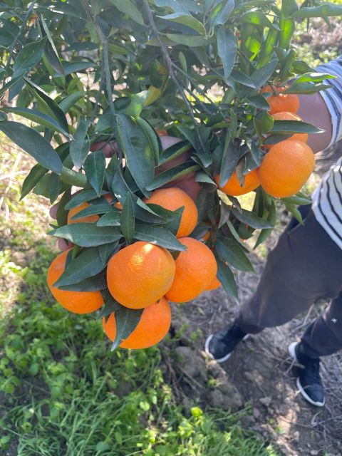 CLEMENTINE varietty BRUNO - Image 1