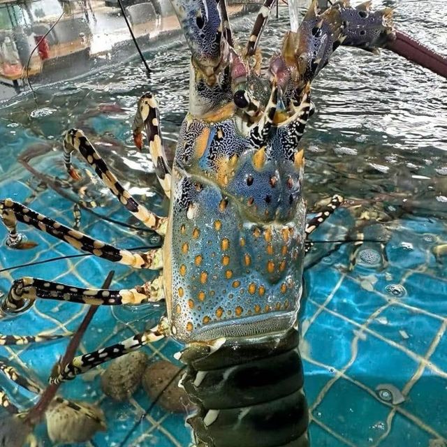 Fresh Live Lobsters Export Focused Seafood Category With Healthy Appearance Strong Vitality And Dependable Shipment Quality - Image 5