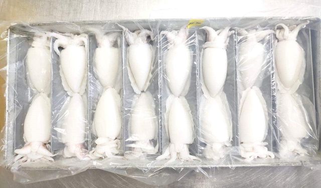 Cuttlefish Type Frozen Material Cuttlefish Place of Origin Indonesia Processing Type Block Frozen Shelf Life 24 months at - Image 4