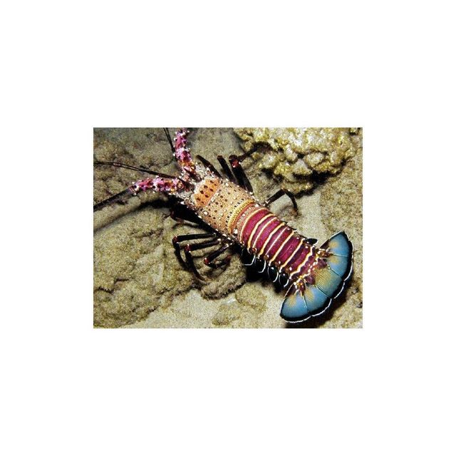 Frozen smooth tail lobster with firm meat for global buyers - Image 4