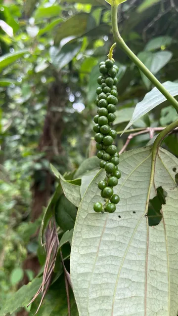 Black pepper - Image 4