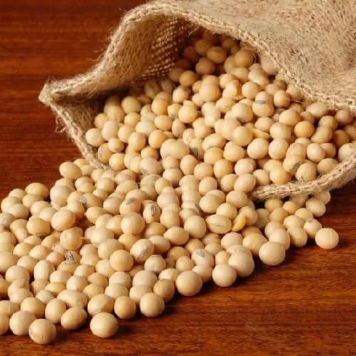 Natural Soybean Seed With 99% Purity Non GMO Freshly Harvested Rich Protein Soybean Seed Packed For Sale - Image 2