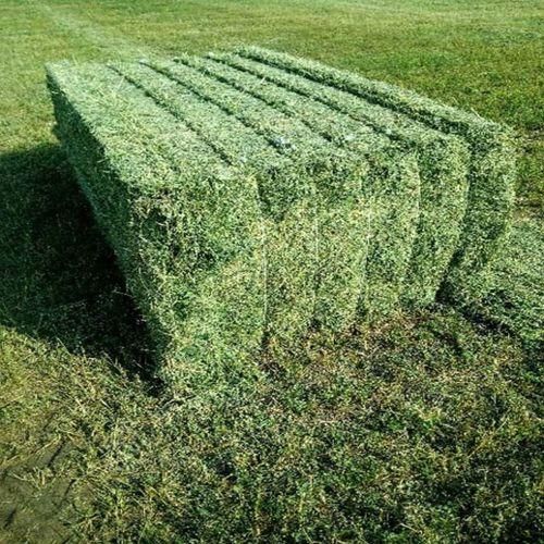 Organic Alfalfa Hay Natural High Protein Hay for Dairy Cows and Livestock Affordable Bulk Wholesale Packages - Image 3