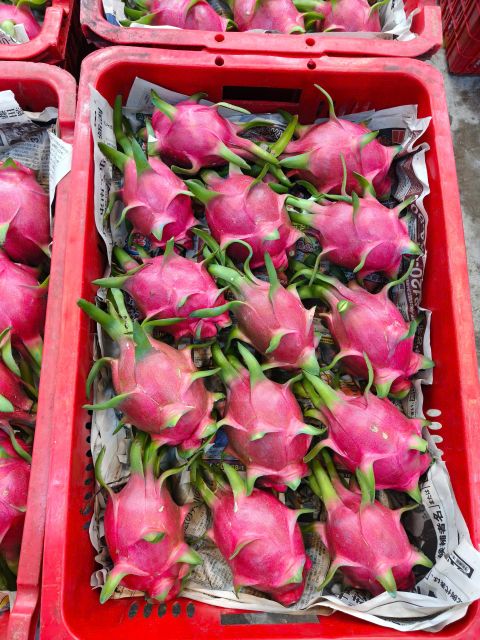 Dragon Fruit - Image 2