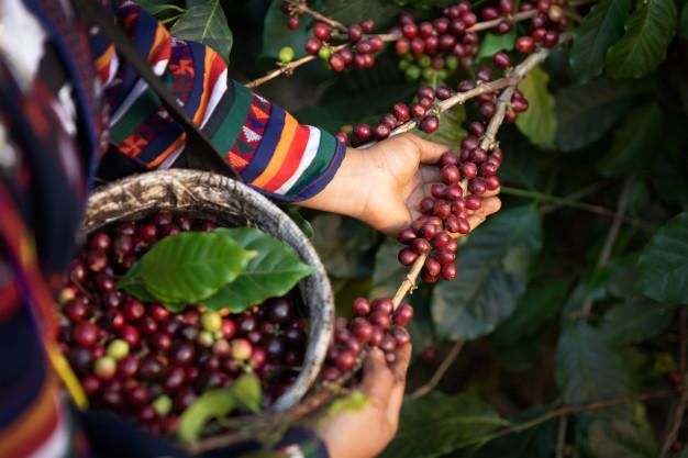 Authentic Toraja Robusta Green Coffee Beans – product photo 4, product detail gallery