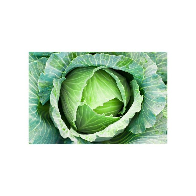 Fresh cabbage bulk supply available for wholesale markets and distributors - Image 3