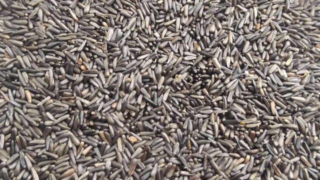 Niger Seeds Purity 98% Min Origin Ethiopia Packaging 50 Kg Pp Bags Moisture Content 6–7% Max Product Features Premium Quality, Ideal For Oil - Image 1