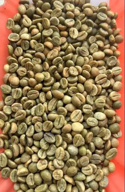 Organic Robusta and Arabica Green Coffee Beans - Image 2