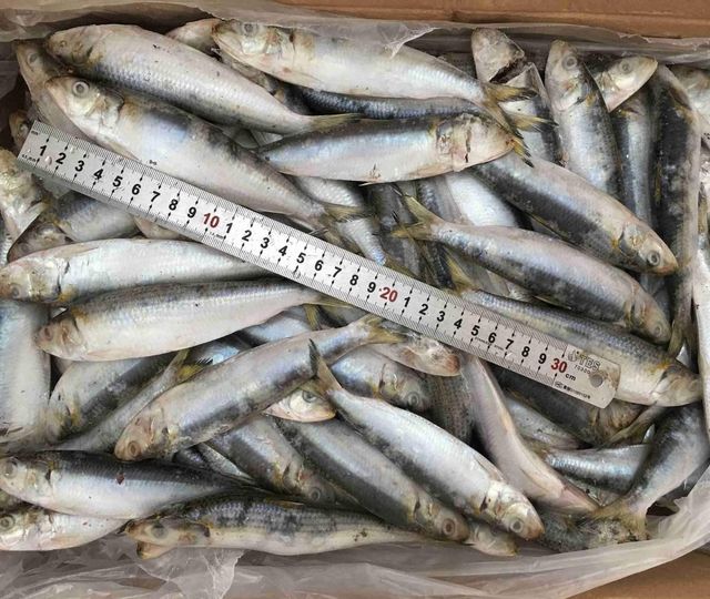 Frozen Atlantic Mackerel Fish Carefully Processed Marine Catch For Frozen Seafood Importers And Market Suppliers - Image 5