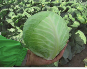 Premium Origin Cabbage Fresh Cabbage Fresh Organic Red Cabbages Fresh Organic Green Cabbage wholesale. Very cheap and bulk sales - Image 1