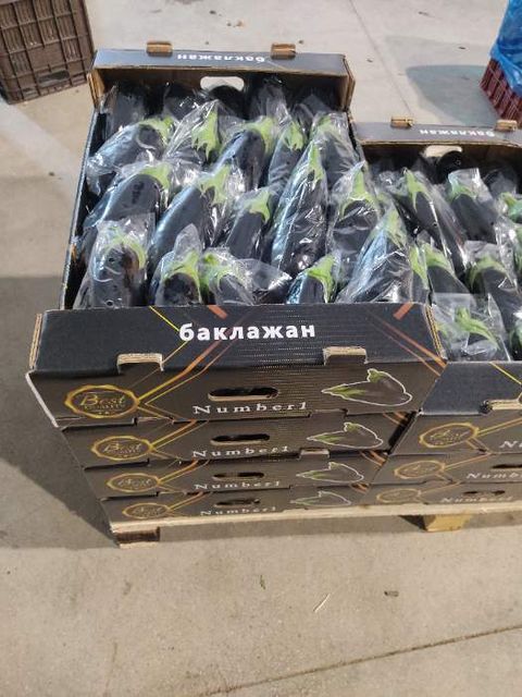 Black Eggplants Shape Uniform Quality Excellent Color Glossy Deep Black Packaging Professionally Packed Harvest Location Iran's Finest Farms - Image 4