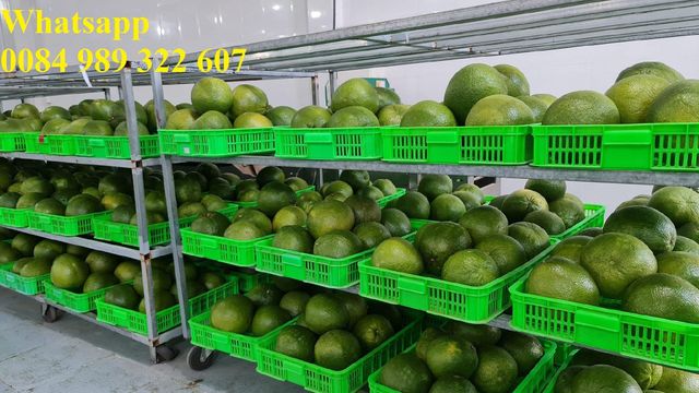 Fresh Green Pomelo Grapefruit Green skin pomelo class 1 Pink Flesh Citrus fruit Vietnam Healthy Nutritious Whatsap 0084989322607 - Image 2