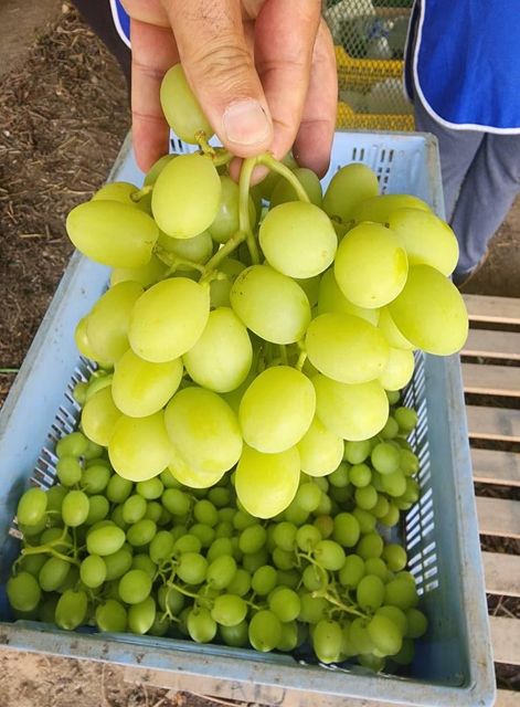 Fresh Thompson Grapes From South Africa Organic Yes Color Green Origin South Africa Degree of Processing Fresh - Image 3
