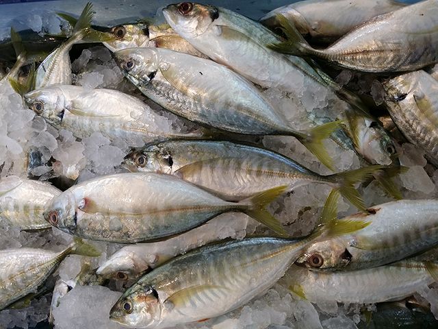 Hot Selling 2023 Frozen Yellowtail Scad Whole Round Competitive Price - Image 4