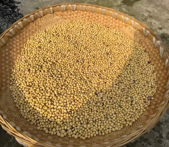 Soybeans (haricots de sodja) - Image 2