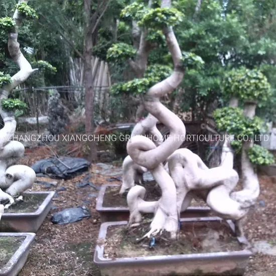 Odd Roots Ficus Live Ficus Plant - Image 1