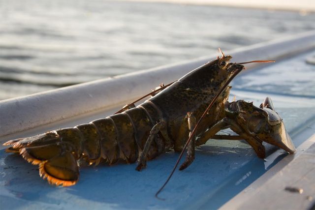 Premium Live Canadian Lobster Fresh Ocean Harvest Wild Caught Restaurant Quality Seafood Direct Delivery Large Size - Image 4