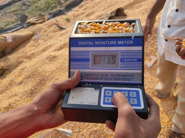 IMPORT Non GMO Yellow Maize Corn/ Yellow Corn & White Corn/Air Dried Yellow Maize Corn for Sale 50kg Packaging - Image 3