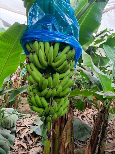 Premium A Bananas - Image 3