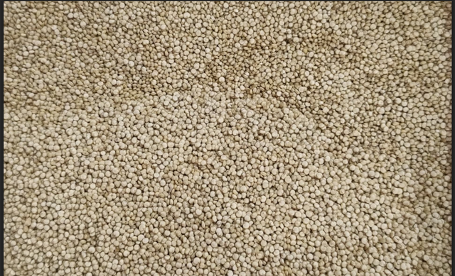 Quinoa bold white - Image 1