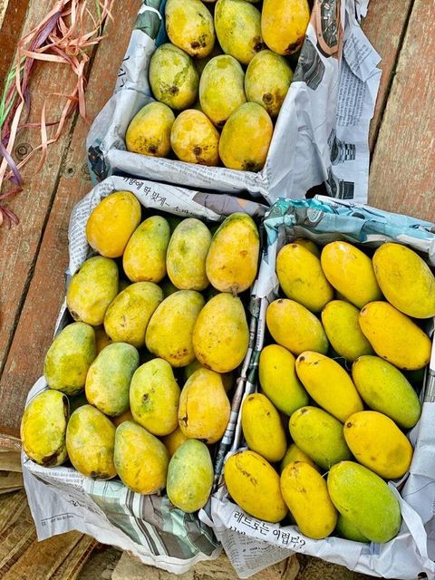 Natural Fresh Mango With Delicious Flavor Tender Flesh And Refreshing Taste Suitable For Retail Display And Fruit - Image 4