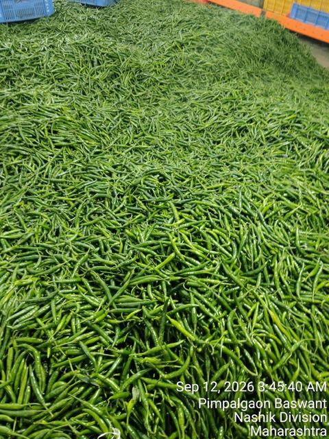 Green chilli - Image 4