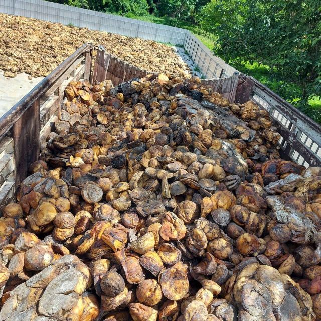 Cup Lump Rubber And SMR3L Rubber Drc Content 70 - 72% Rubber Form Cup Lump Packaging Details 35kg bale in Wooden Pallet Available Types Smr3l, Smr10, Smr20, Scrap Smr - Image 1
