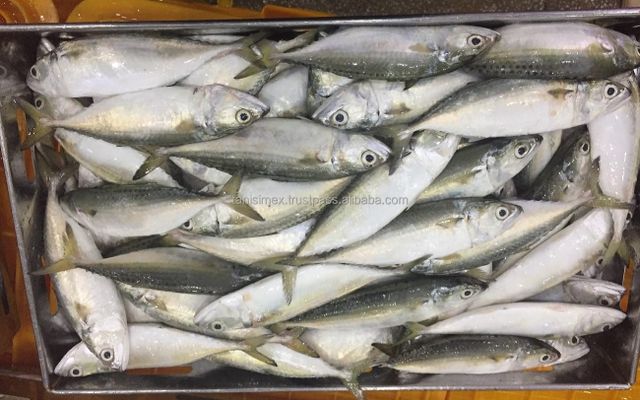 High Quality Special Price Natural Frozen Indian Mackerel Fish From VietNam For Making Food - Image 3