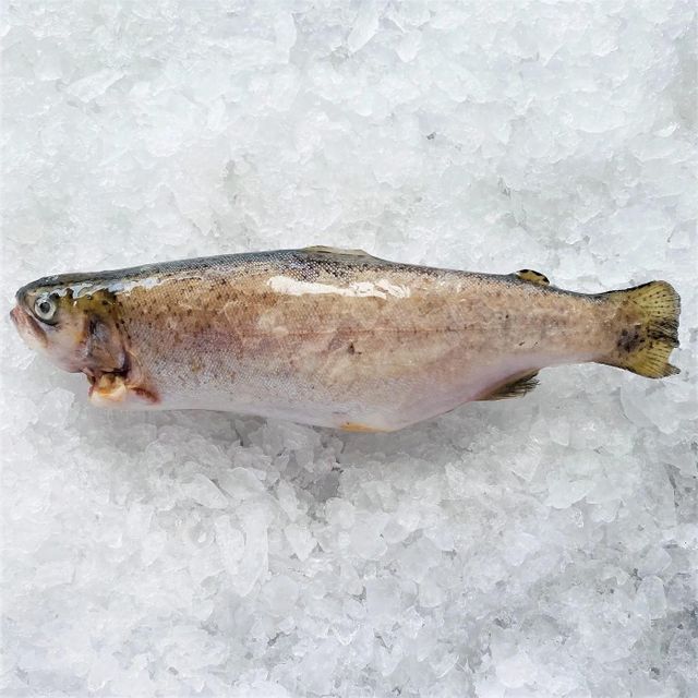 Best Quality Atlantic Trout Fresh Farm Raised Seafood Special Offer for Hotels Restaurants and Catering - Image 5