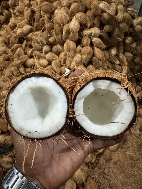 Semi husk cocount 🥥 – product photo 3, product detail gallery