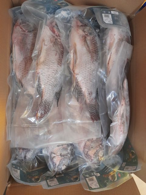 PREMIUM BLACK TILAPIA WHOLE ROUND: SATISFY GLOBAL SEAFOOD DEMAND - Image 3