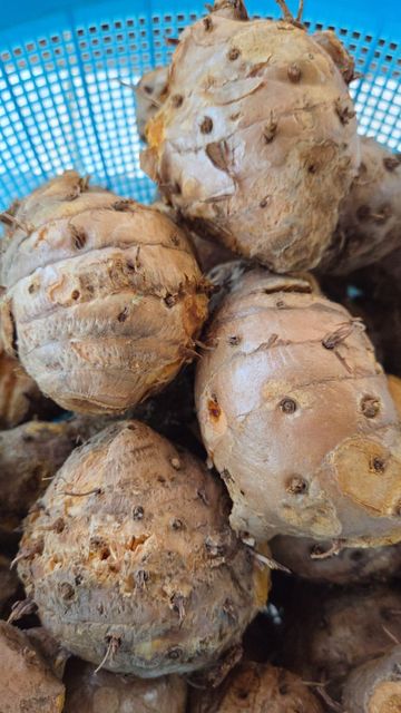 Javanese turmeric( curcuma xanthorriza ) - Image 2