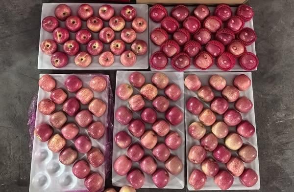 Premium Fuji Apples for Export -Quality ,Great taste - Image 1