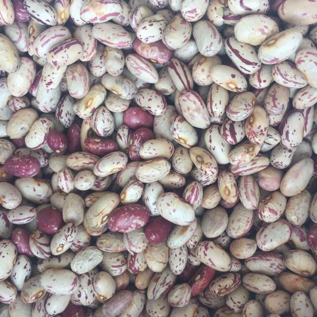 Light Speckled Dried Kidney Beans FD Process Bulk Packaging 25kg Gold Field 17% Moisture 2 Year Shelf Life for Sale - Image 4