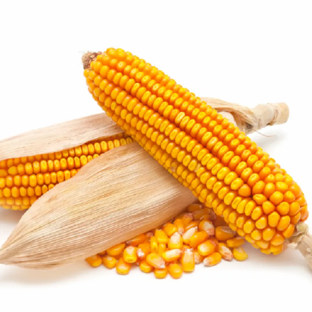 White corn yellow maize 50kg per bag 25tons 15days yellow corn animal feed Dried Grade 2 White Maize/Corn Non- - Image 4