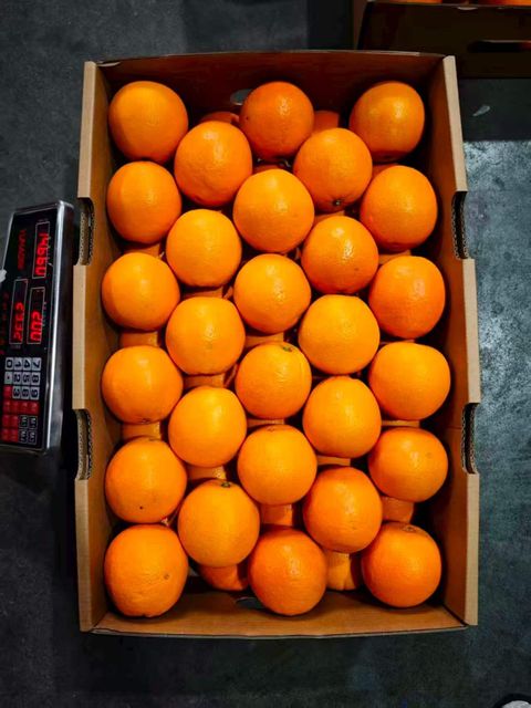 Chinese Citrus (Navel Orange) - Image 1