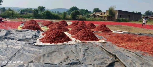 Red Chilli - Teja S17 Material Raw Shelf Life 12 months Place of Origin INDIA Max. Moisture (%) Below 12% Brand Name JRR - Image 8