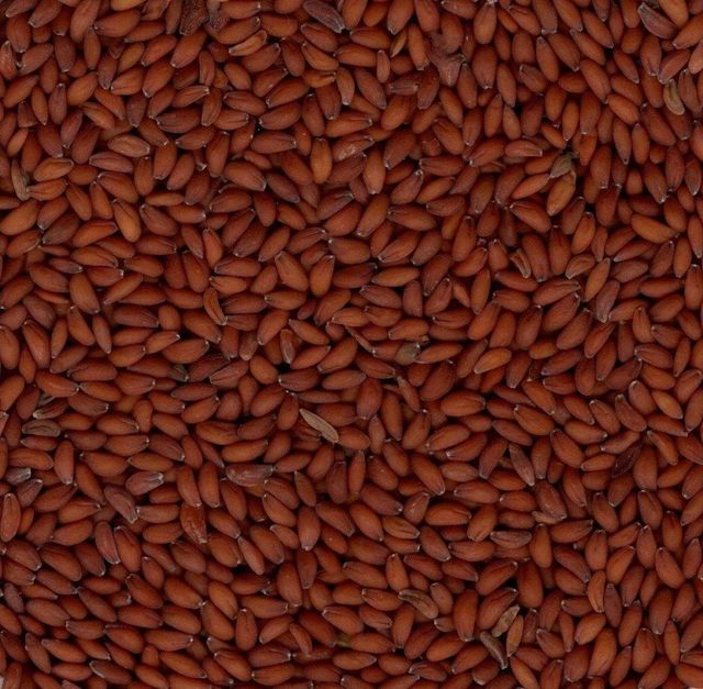 Garden Cress Seeds – India Origin | 99.5% Purity | Non-GMO Hs Code 120799 Form Whole Seeds Moisture Max 10% Purity Minimum - Image 3