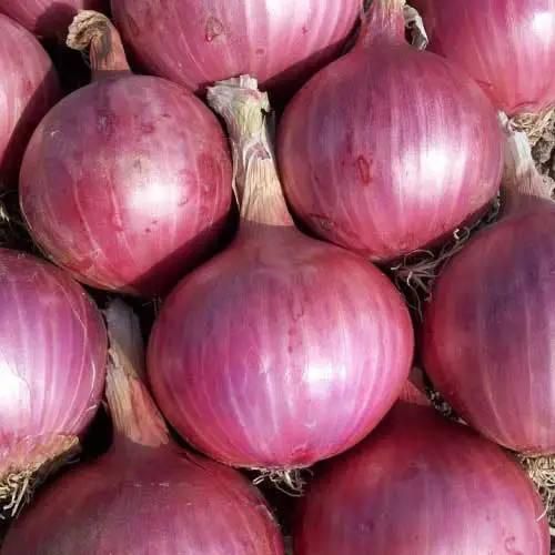 High Quality Fresh Red Onion | Organic Fresh Red Onion | Natural Fresh Red Onion Exporter - Image 1